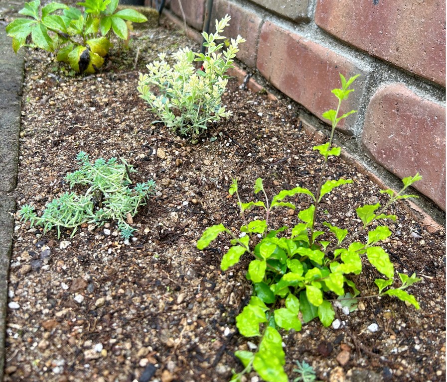 【庭しごと】荒れ放題の庭の草取り＆玄関前の癒し空間づくりで気持ちもリフレッシュ♪