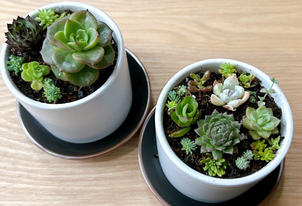 【プチプラで楽しむ】おしゃれな寄せ植えに挑戦！100均アイテムで多肉アレンジ